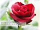 سـاجد آواتار ها